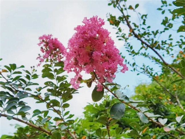 呼吸鮮氧<div   id=