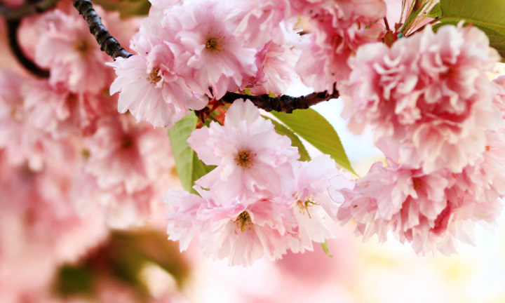春暖花開時節(jié)<div   id=